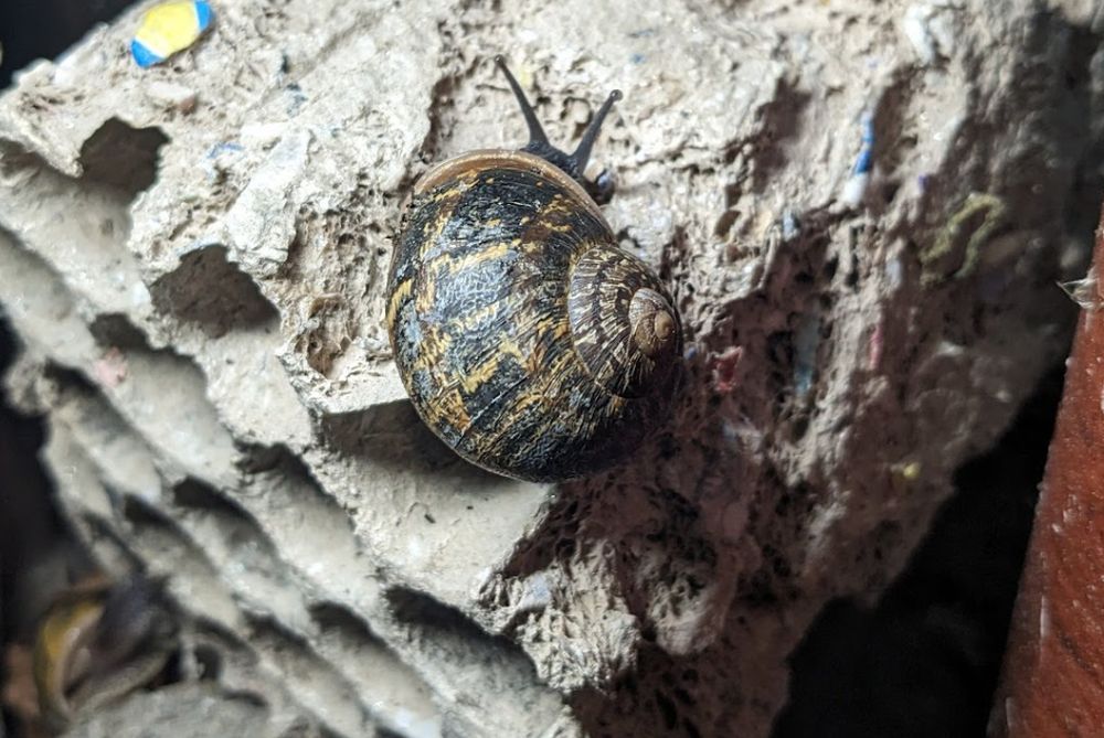 Zwei Schnecken fressen die Reste einer Feuerwerksbatterie aus Pyromould.