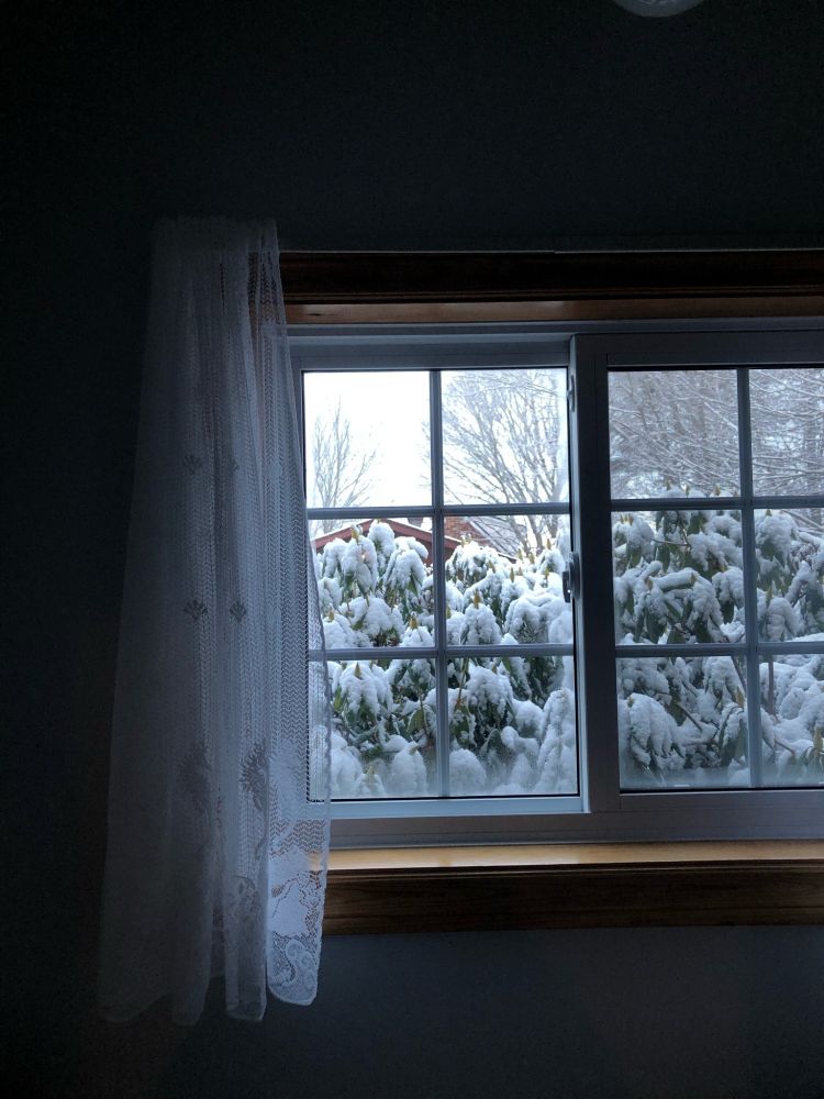 View out a closed window to snow-covered greenery. There is a light lace curtain partially pulled aside over the window.