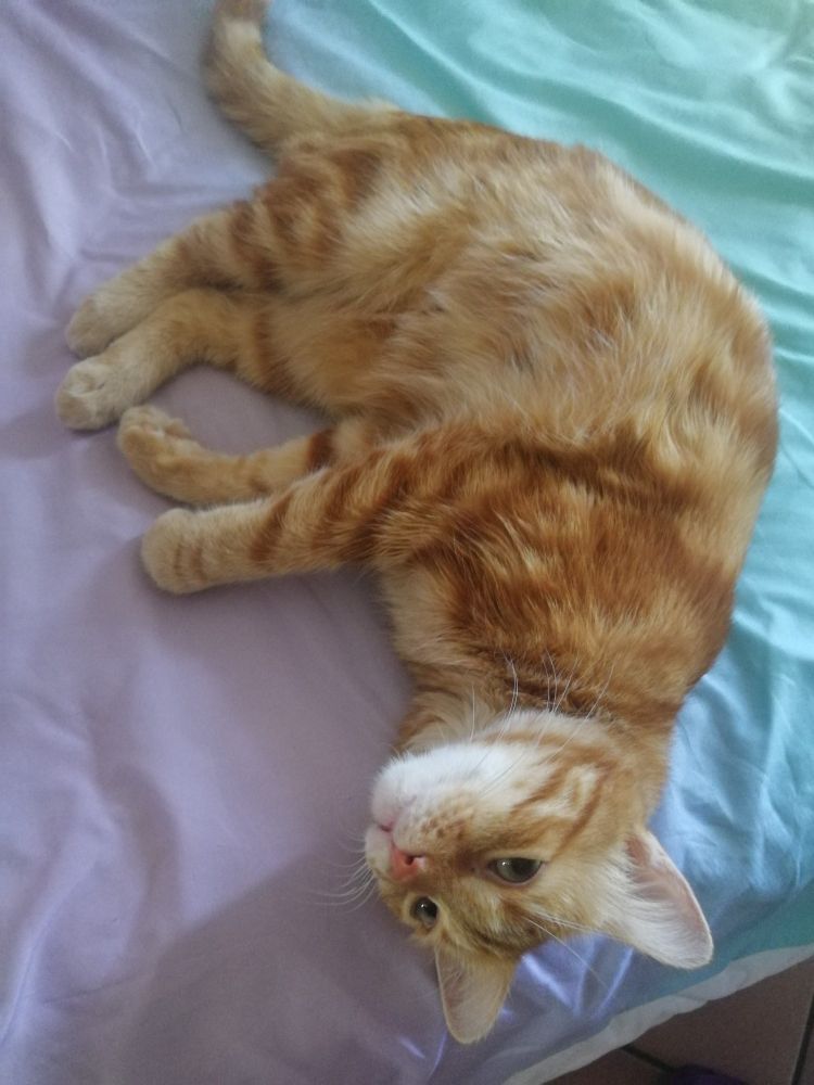peanut, ginger tabby cat, lying on a pastel rainbow duvet with his head hanging by the side pf the bed, looking besides me and upsidedown to the angle in which i took the photo, he's very cute and adorable