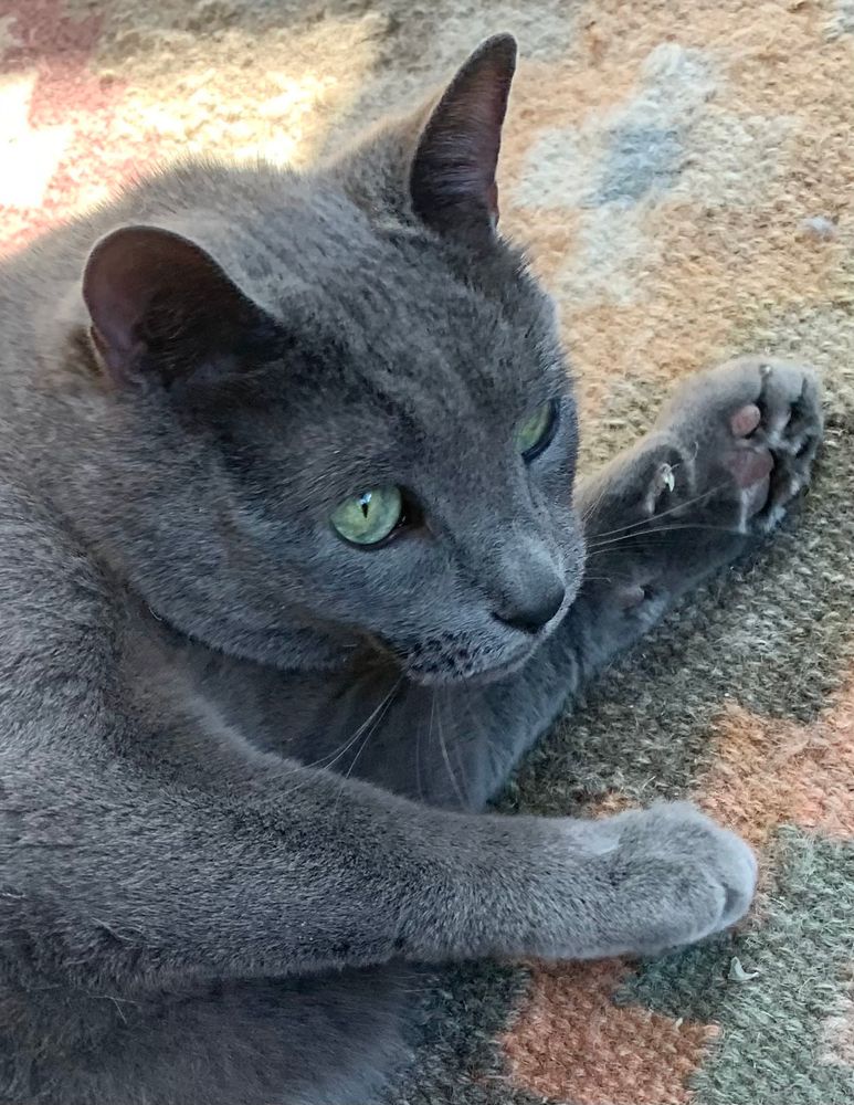 Oscar, a beautiful gray cat with green eyes.
