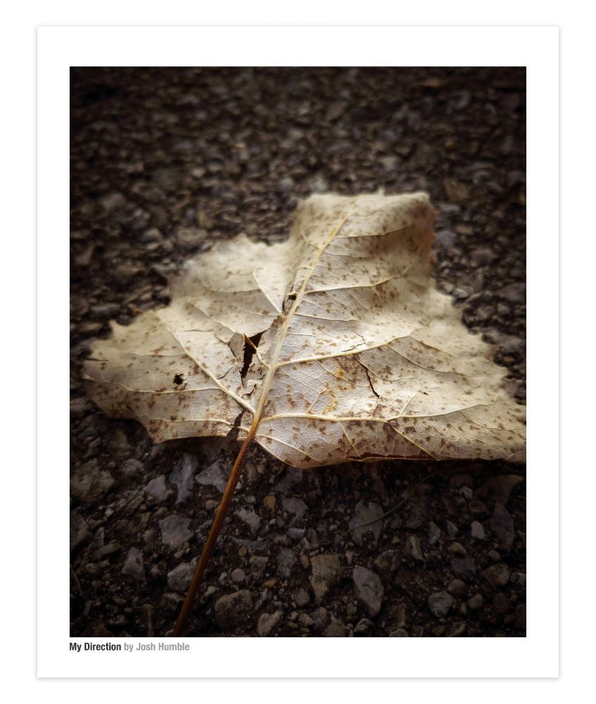 Close-up photo of leaf by Josh Humble.