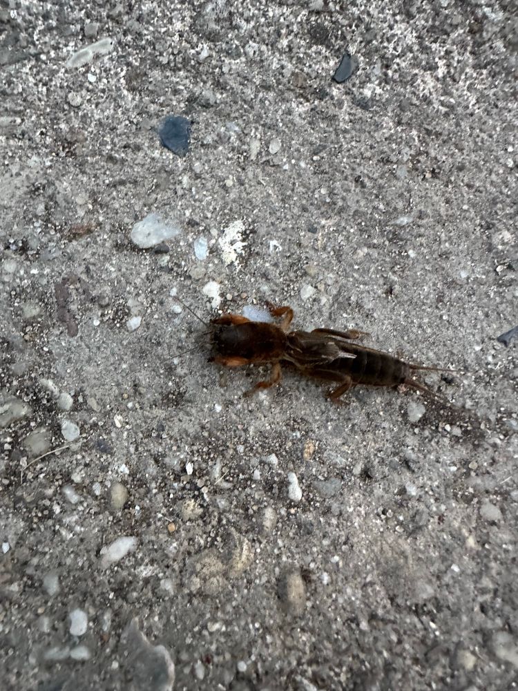 Image of a mole cricket caught scurrying across an asphalt covered road.