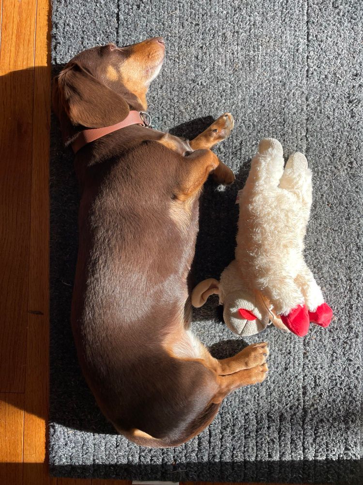brown and tan dachshund lies sleeping on her side on the door mat in a sunbeam. her lamb chop toy lies next to her.