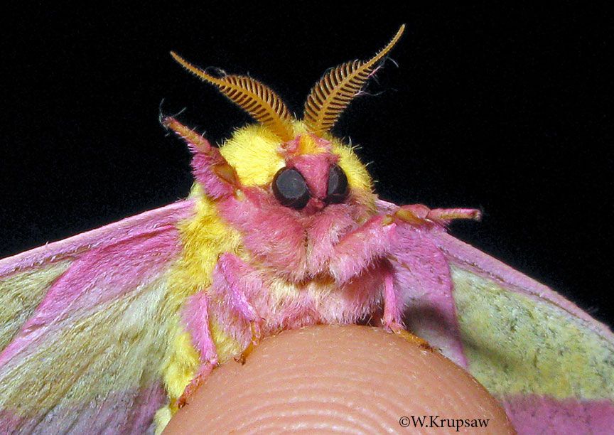 closeup of a rosy maple moth