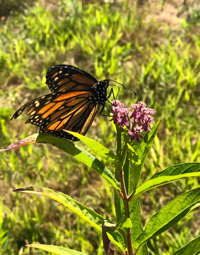 Monarch with tattered wings on pink bloom of Asclepias incarnata (rose milkweed)