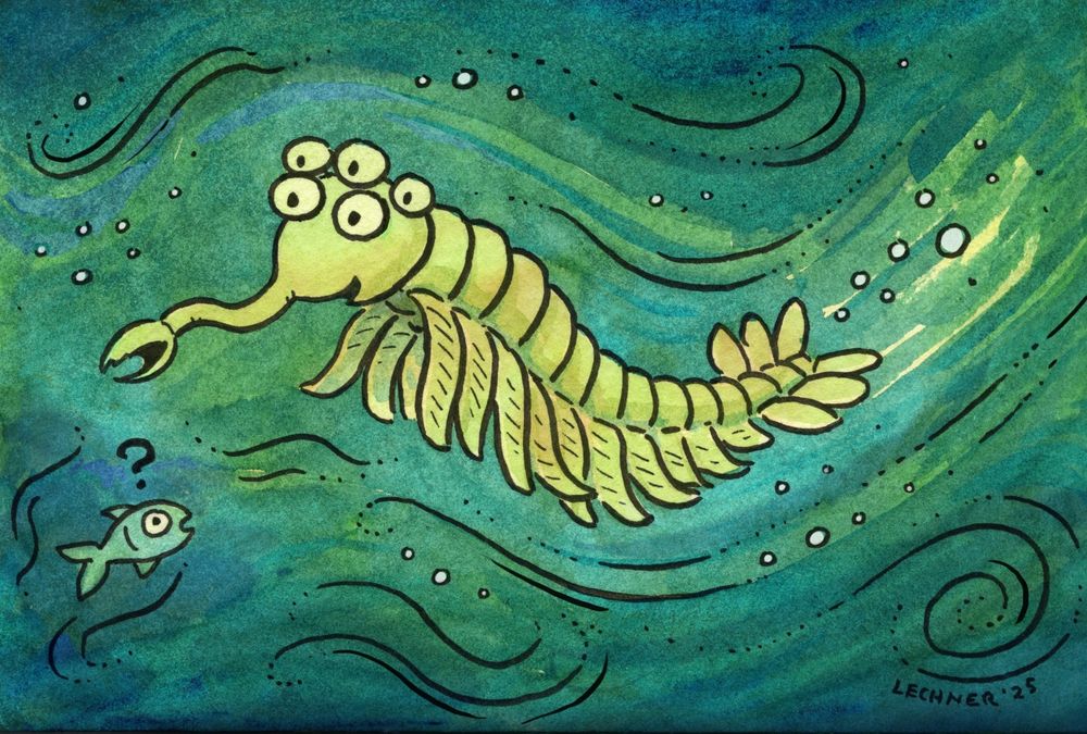 Ink and watercolor drawing of an Opabinia, a tiny marine creature who looks kind of like a shrimp with flaps along its side and an elephant's trunk. 