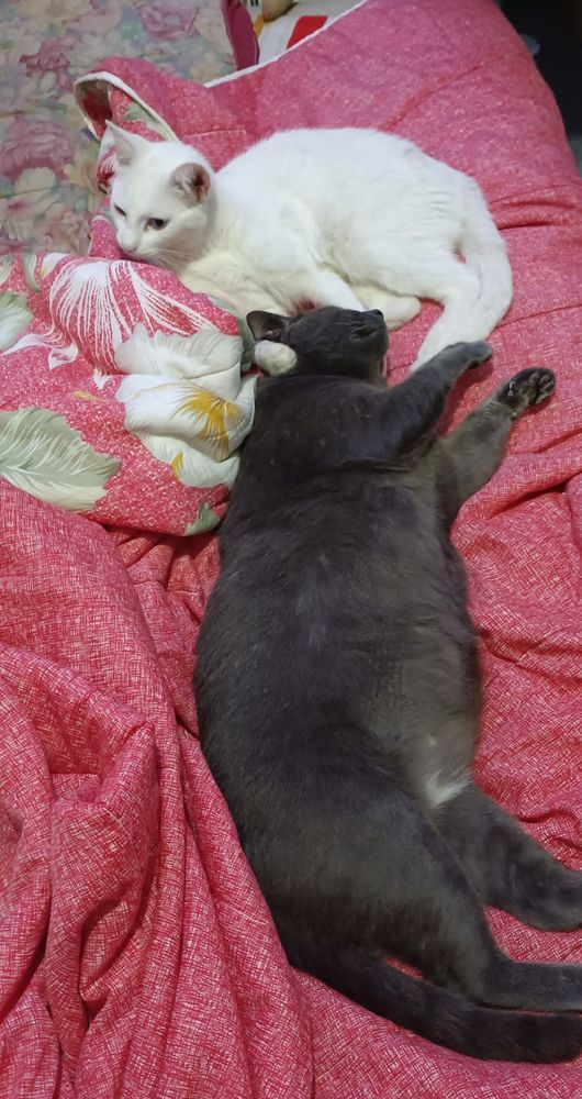 Um gato branco e um enorme gato cinza escuro deitados em um edredom vermelho