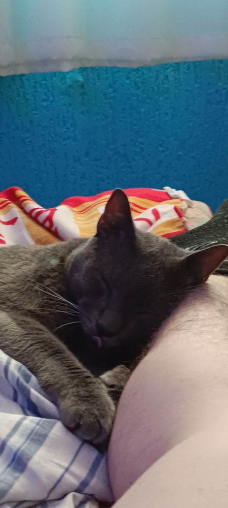 A gray cat sleeping peacefully on a person's leg with its tongue slightly out