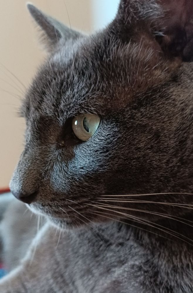 Um close de um gato cinza de olhos verdes tão bonito e fofo que dá vontade de apertar
