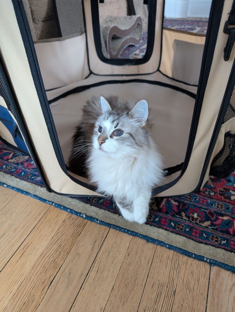 Oni cat is laying in the open door of a cat playpen with his elbows resting on the ledge, looking up and to the right with us bright blue eyes and whiskers and beautiful fluffy white mane and his paws together 