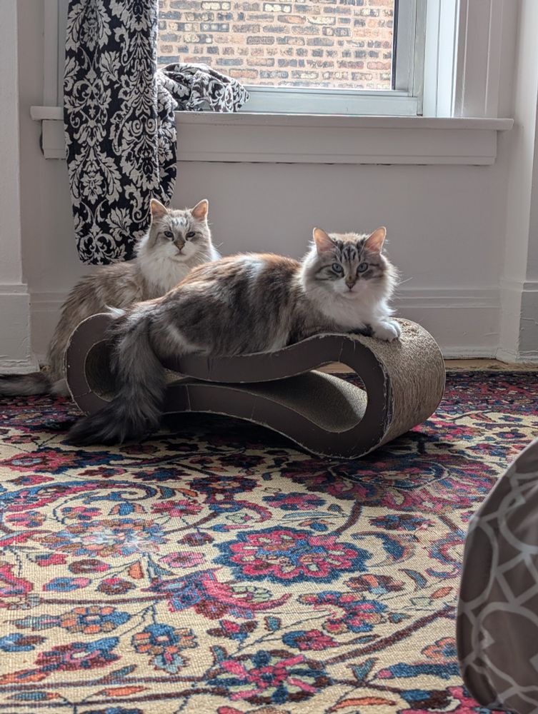 Oni cat is sitting behind Banu cat who is laying on a cat scratcher lounger, they are both looking towards the camera and framed by the bright floral rug and filigree patterned curtains as well as one edge of a patterned cat tunnel 