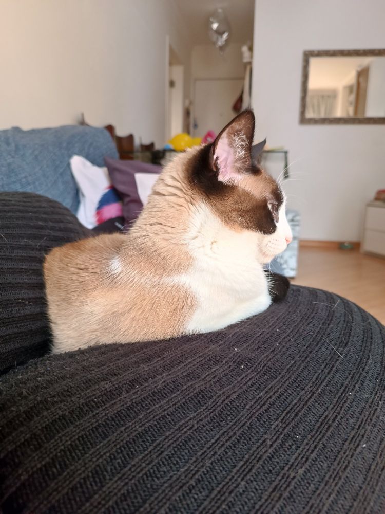 Foto colorida. Entre as pernas de calça preta deita uma gata snowshoe vira lata, está encaixada no meio das pernas e olha para o lado.