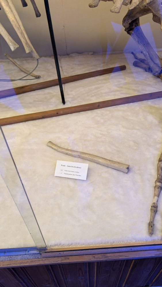 A walrus penis.