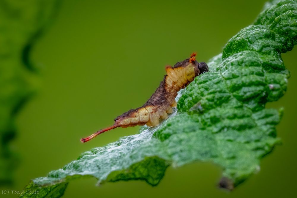 A cream and brown caterpillar sitting on a crinkly green leaf. It seems to have two tails tipped in red at the back (left), and two tiny red horns (right) just behind its head. The background is a diffuse green.