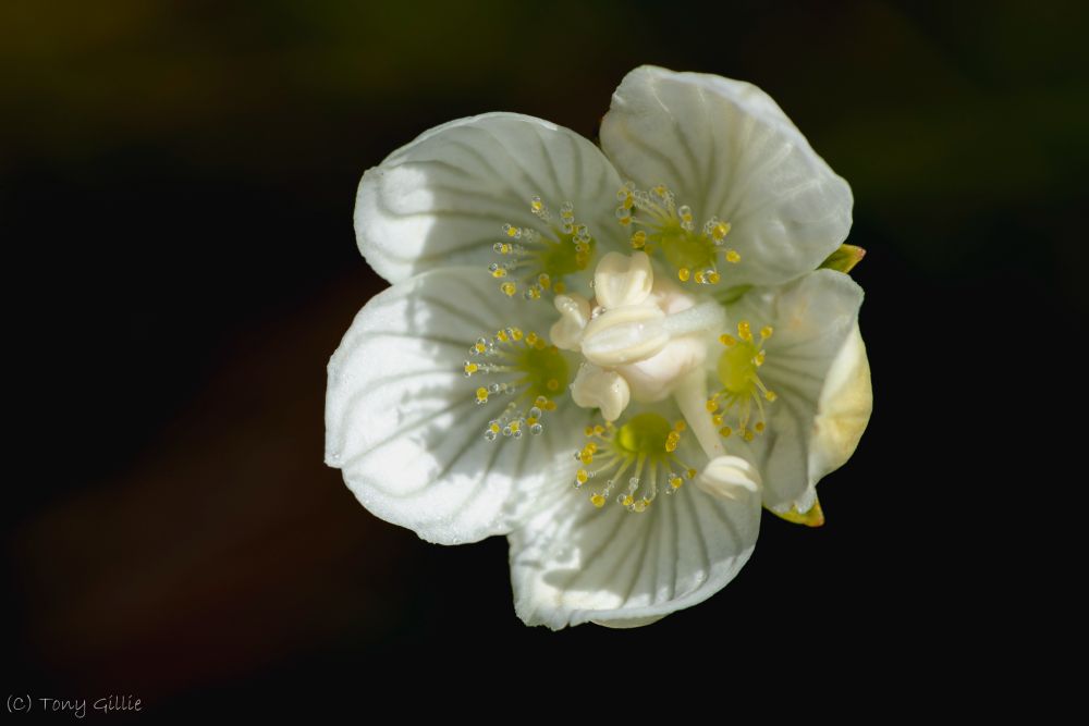 A photo of a delicate looking white flower with curving lines on its petals. The centre of the flower has a bulbous creamy white structure which is surrounded by "false nectaries". That is structures which look like they should provide nectar, but in fact don't (or provide very little). Essentially they're there to fool pollinators into visiting the flower. It is these that have tiny drops of dew on them.
The background is all black.