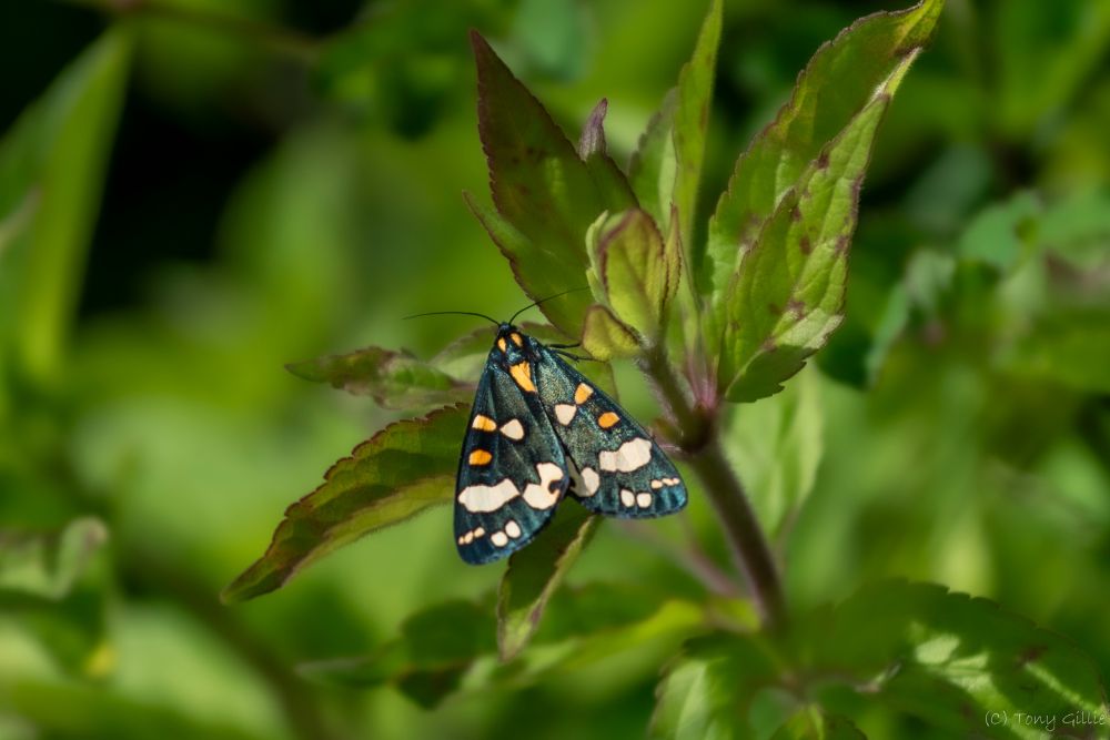 Roughly in the centre of the photo a dark coloured triangular shapes moth is resting on the tip of a plant with a reddish stem. It has white blotchy markings at the bottom of its wings, and smaller yellow markings near the apex. There are two yellow dots in its dark head. The background is defocussed green leaves.