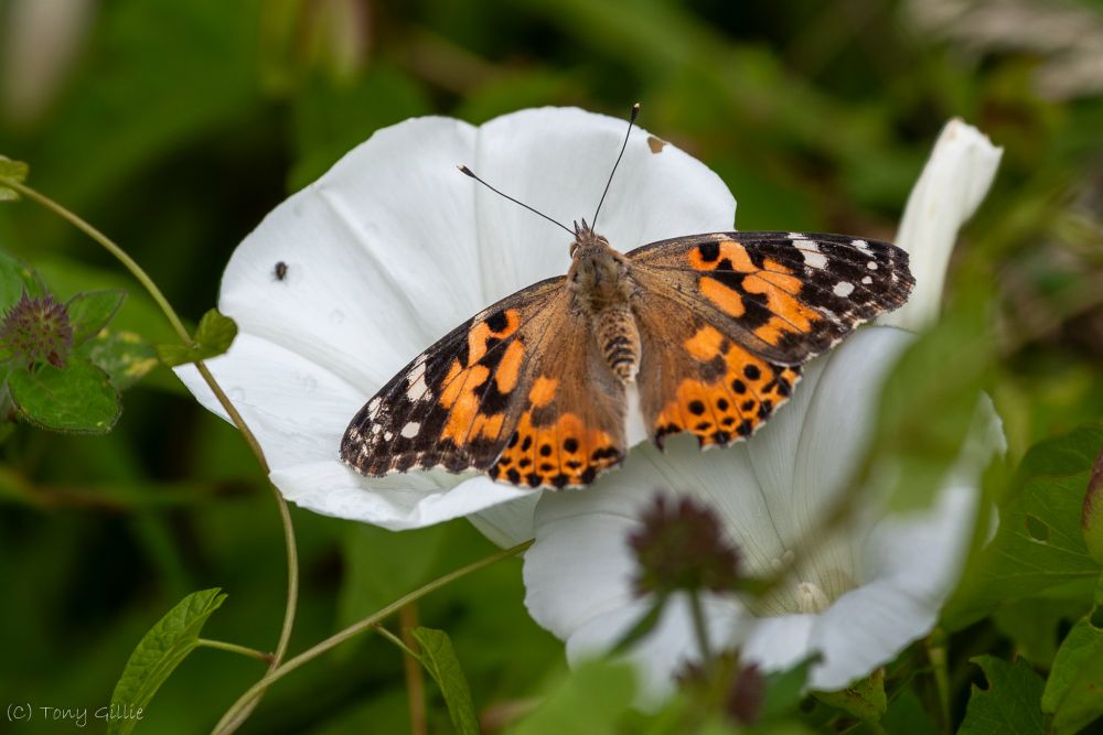 An orange butterfly with black markings on its wings, and black wing tips with white markings is facing away from the camera, resting on a large white Bindweed flower. Its body is brown with black stripes. Its antennae are visible against the white flower. There are thin green tendrils appearing bottom left. One curls round to the left about two thirds of the way up the photo, and one disappears under the white flower. 
