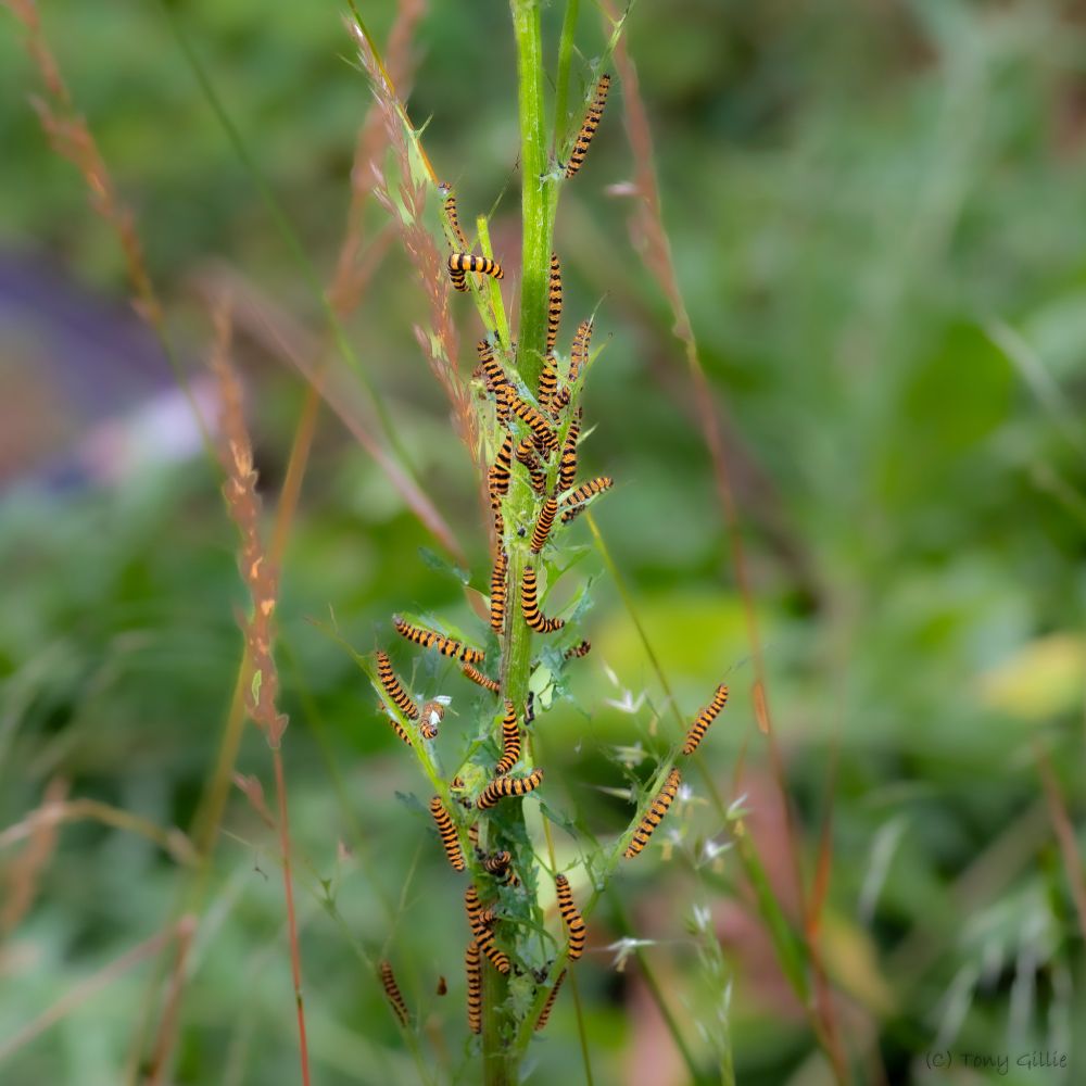 In the centre of the photo running from top to bottom a bright green stalk is covered in yellow caterpillars with black horizontal stripes. The background is a mix of brown dead grass stems and out of focus greenery.