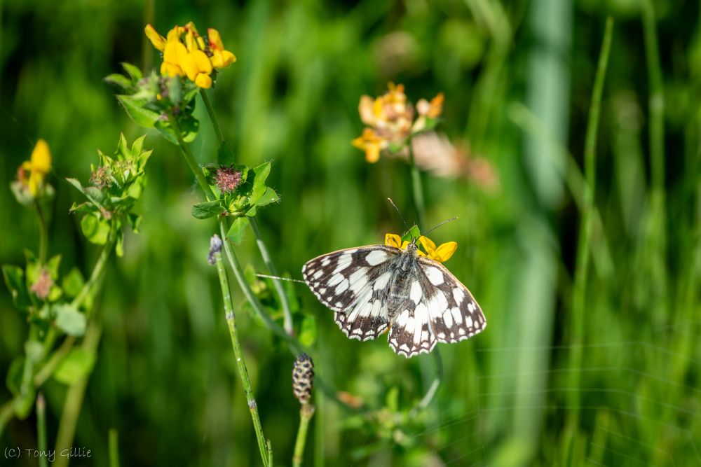 Just right of and below centre a black and white butterfly with its wings open is resting on a small yellow flower. There are three other small yellow flowers spread throughout the frame. The background is out of focus green vegetation.