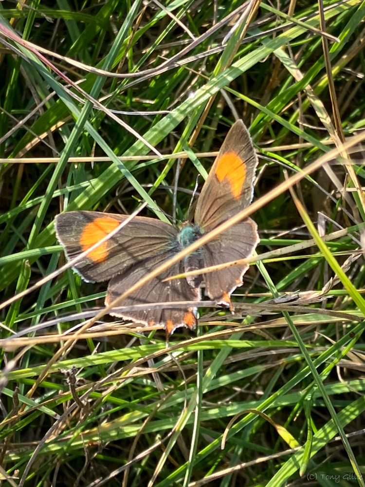 A light brown butterfly with a bright orange patch on each forewing is nestled down in grass. There are several bits of dead grass covering it. It's facing towards the op of the photo.