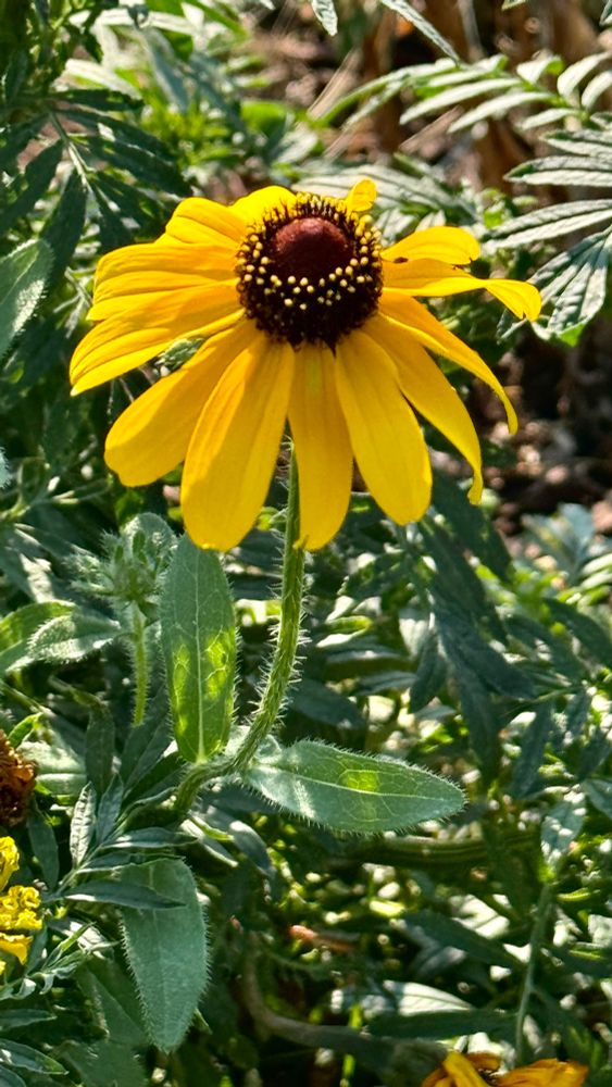 Closeup photo of a Black-eyed Susan flower. Yellow petals with a black center and yellow pollen