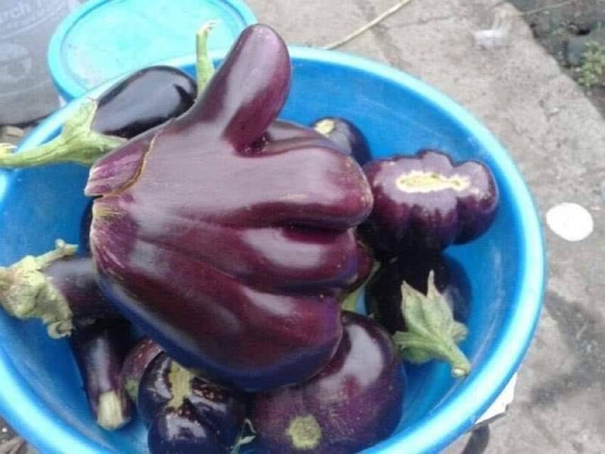 Eggplant shaped like the thumbs up emoji