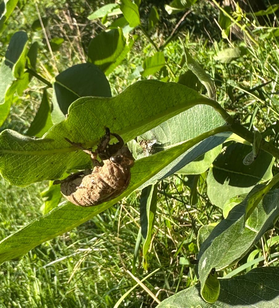 A big weird bug under a leaf.
