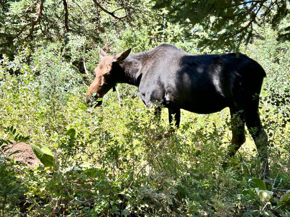 A photo of a moose grazing near a hiking trail. It’s a good moose. 