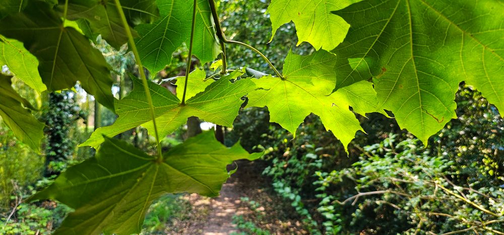 A photo of leaves .