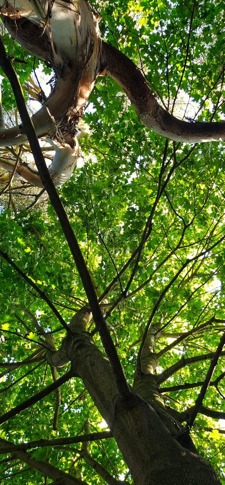 Looking up at the tree 🌳 tops.  