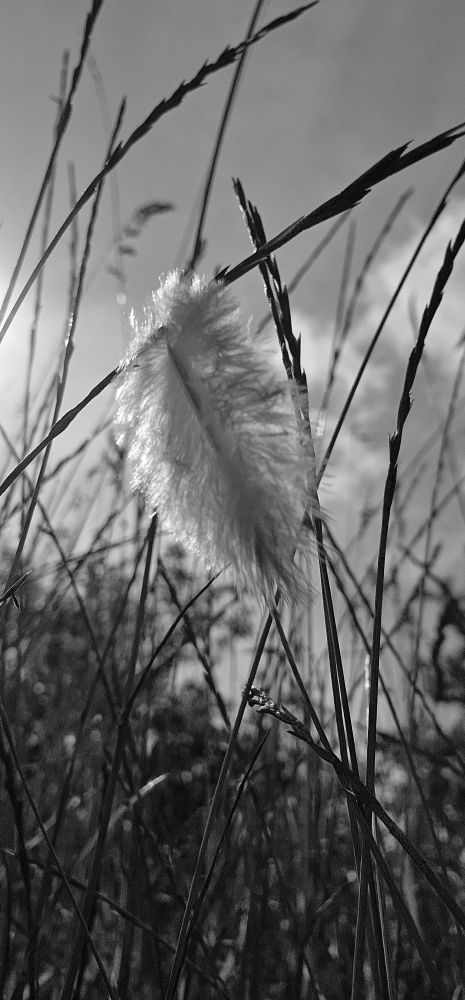 A black and white photo of a feather 🪶 caught in grass. 