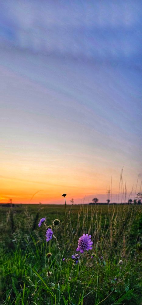 A colour photo of wildflowers at sunset. 