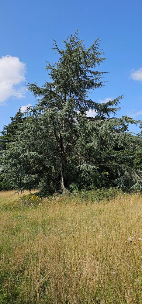 A photo of the tree of the day 🌳. 