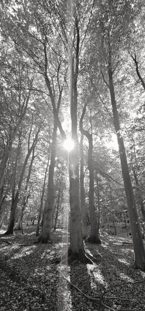 A black and white photo of sunshine between the trees 🌳. 