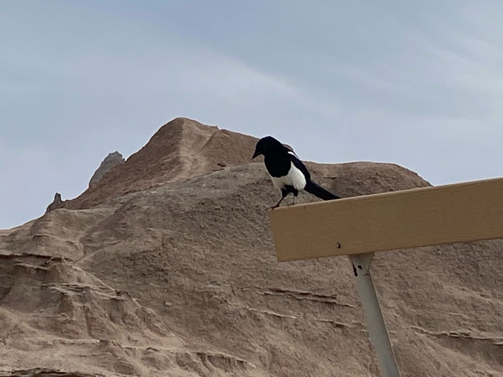 A magpie bird perched on the edge of an awning, looking around. The background has a desert mountain.