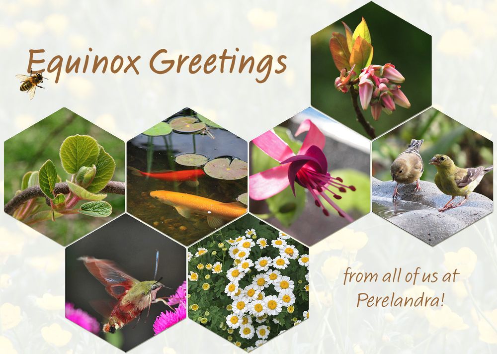 Collage of images on light background of yellow buttercups: A small bee, blueberry buds, tree leaf budding, goldfish in pond, burgundy flower, finches at bird bath, hummingbird moth, chamomile flowers. And words in gold font: Equinox Greetings from all of us at Perelandra!