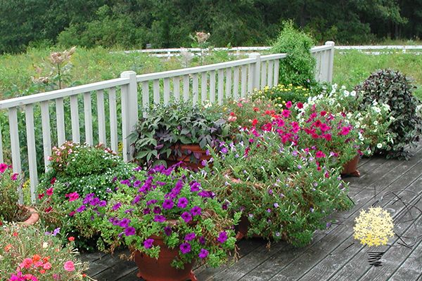 Large deck with many, colorful flowering plant pots.