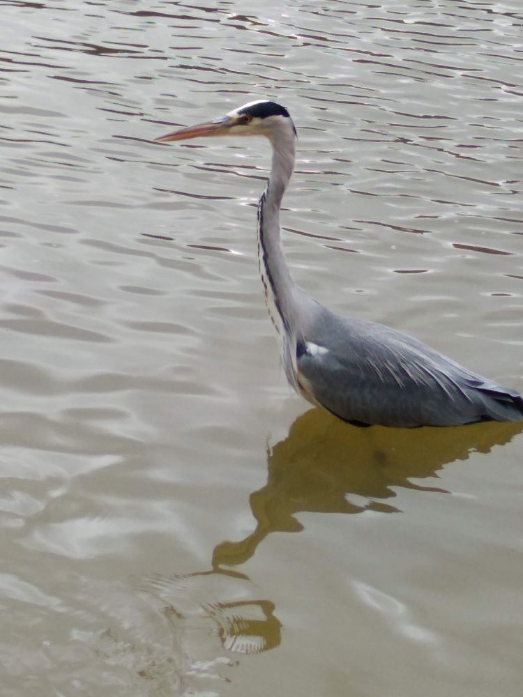 Wading heron 