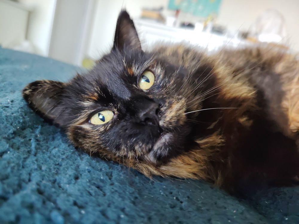 Cat blankly staring at the lens