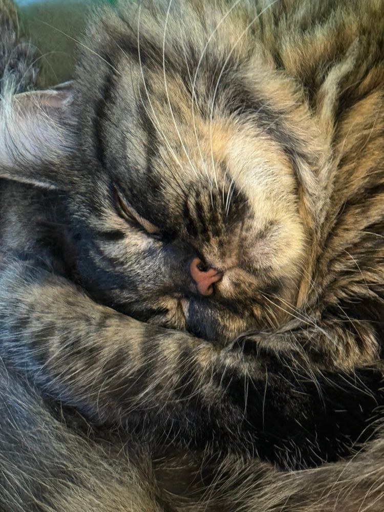 Pip, a medium-haired tabby cat, hugs her fluffy little face while she sleeps