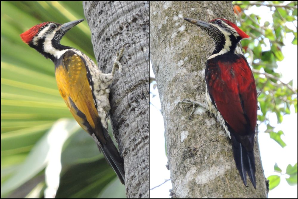 Two photos of Sri Lankan flameback woodpeckers on tree trunks. On left: a yellow-backed flameback (Dinopium benghalense) in northern Sri Lanka. On right: a red-backed flameback (Dinopium psarodes) in southern Sri Lanka. Both birds have red crests on top of the head, black and white stripes on the head and neck, brightly coloured backs, and stiff black tails that help to hold them upright on the tree trunks.