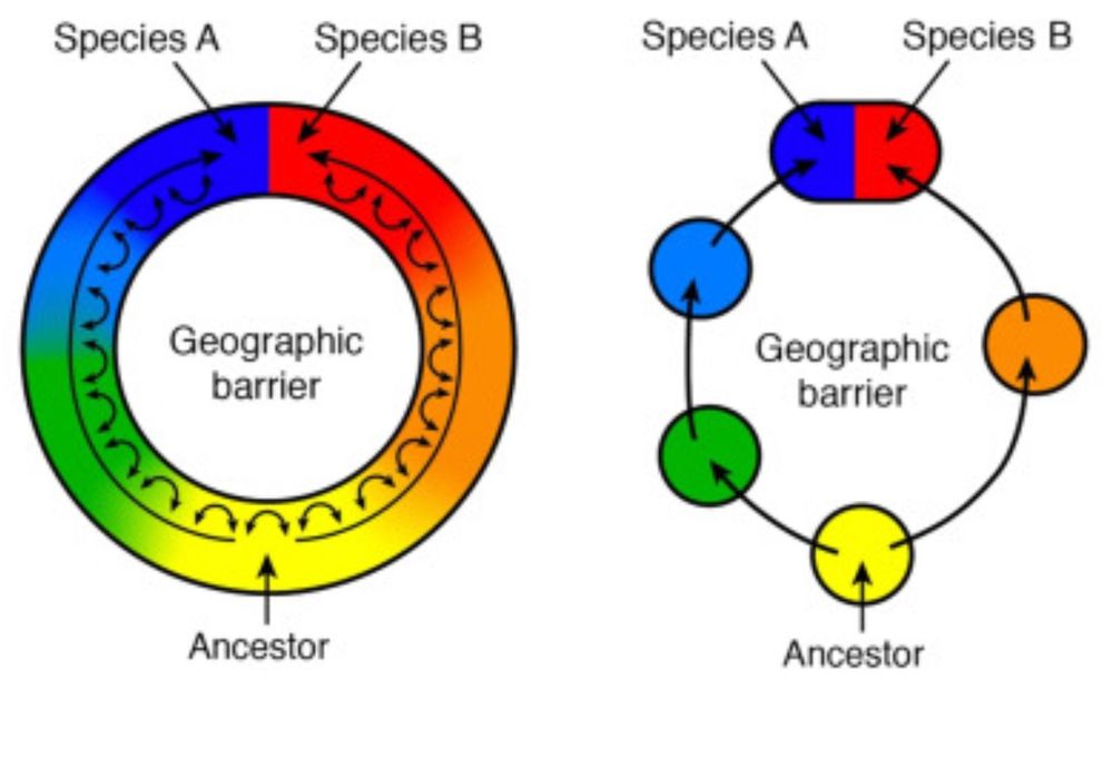Diagram of two kinds of ring species. On left: a ring of colours of the rainbow, with blue and red at the ends meeting at the top of the ring, and representing different species. On right: A similar situation, but with large gaps in distribution around the ring. 