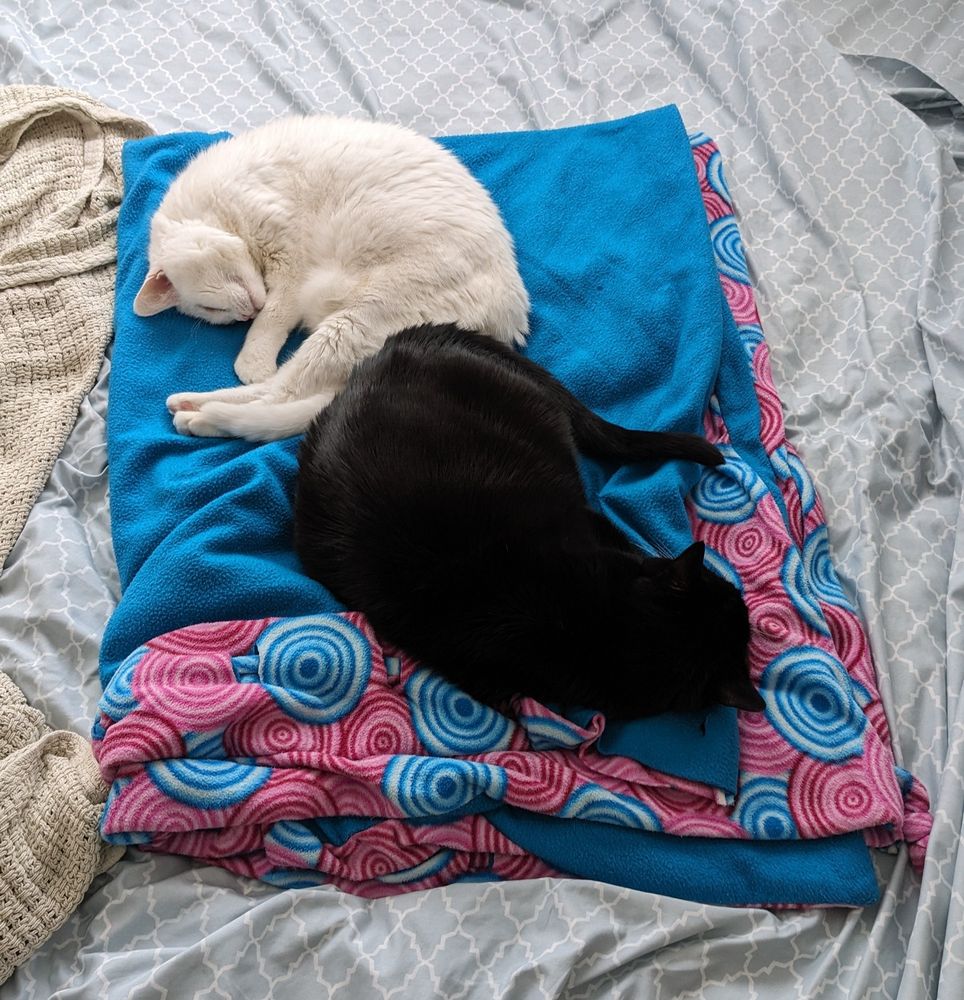 A white cat and a tuxedo cat cuddling together on a fuzzy blanket 