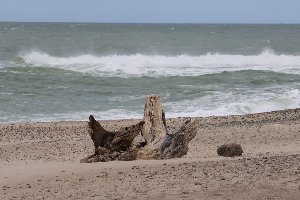 Drivtømmer på stranden. Dele af et stort gammelt træ danner en naturligt skabt skulptur med smukke linjer og nuancer. 