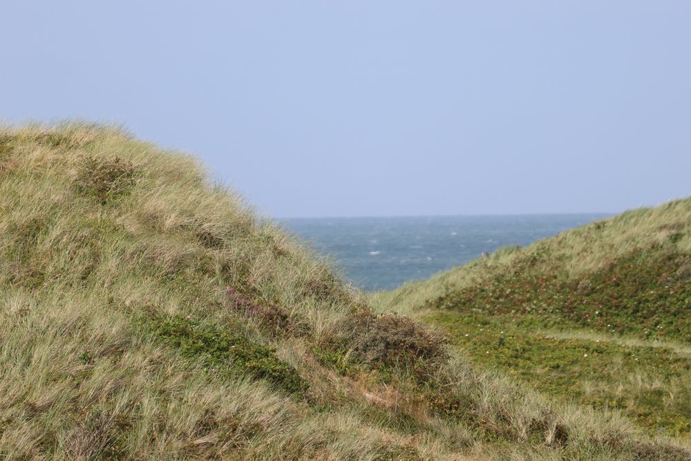 Klitter med diverse grønne og brune småbuske og græsser. 
Midt mellem klitterne ses Vesterhavet med en lille smule skum og en let diset himmel. 