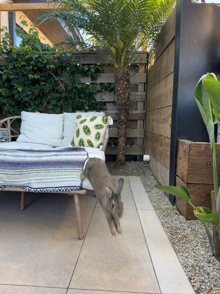 A brown bunny jumping off an outdoor white sofa