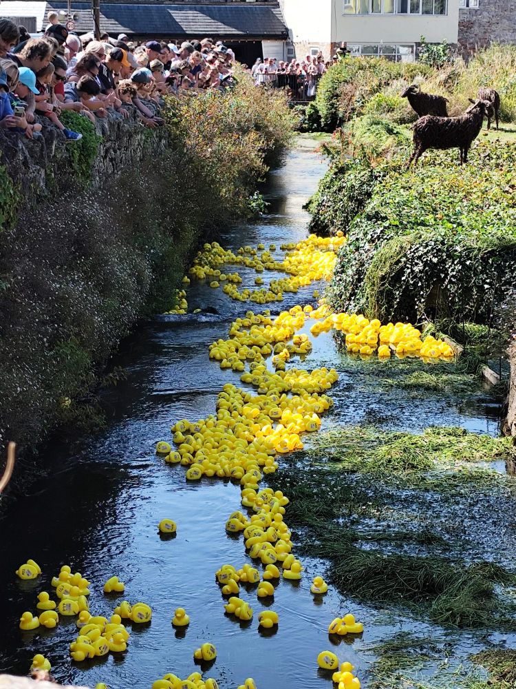 The yellow rubber ducks slowly race down the river, cheered on by the crowd.