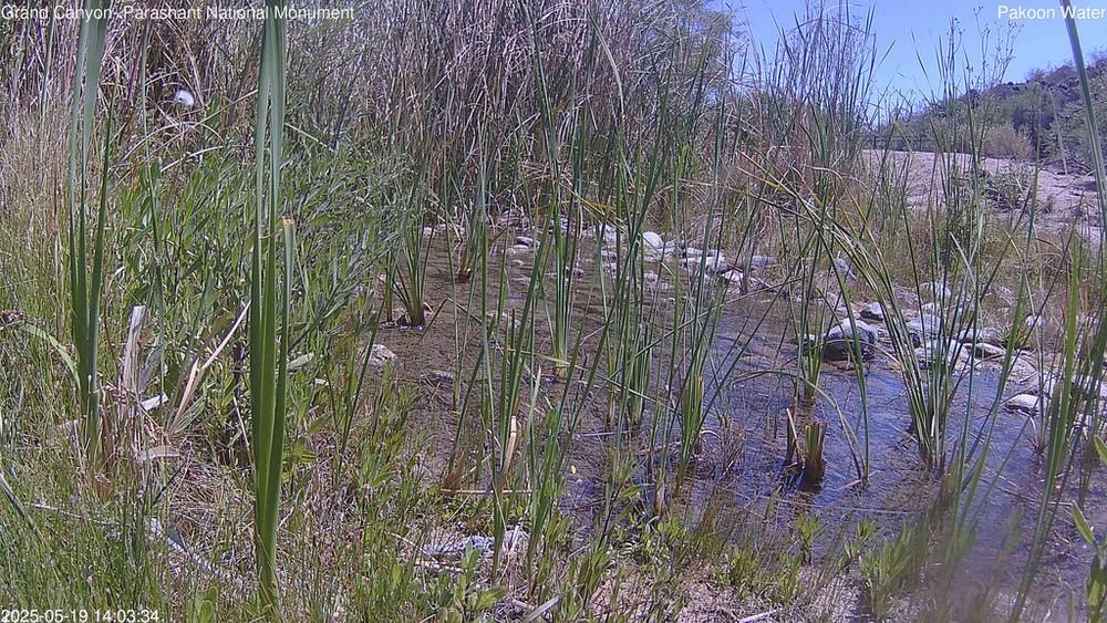 Elevation: 2,290 Feet
This closeup stream view of Pakoon Springs provides an opportunity to observe bats, frogs, and other wildlife.