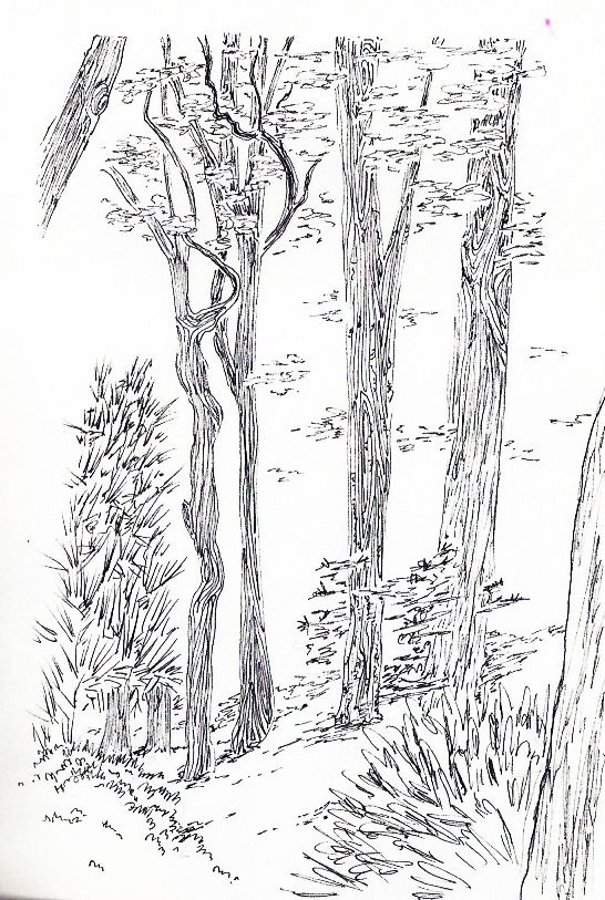 traditional ink drawing of some trees I drew from reference for inktober 2016.
