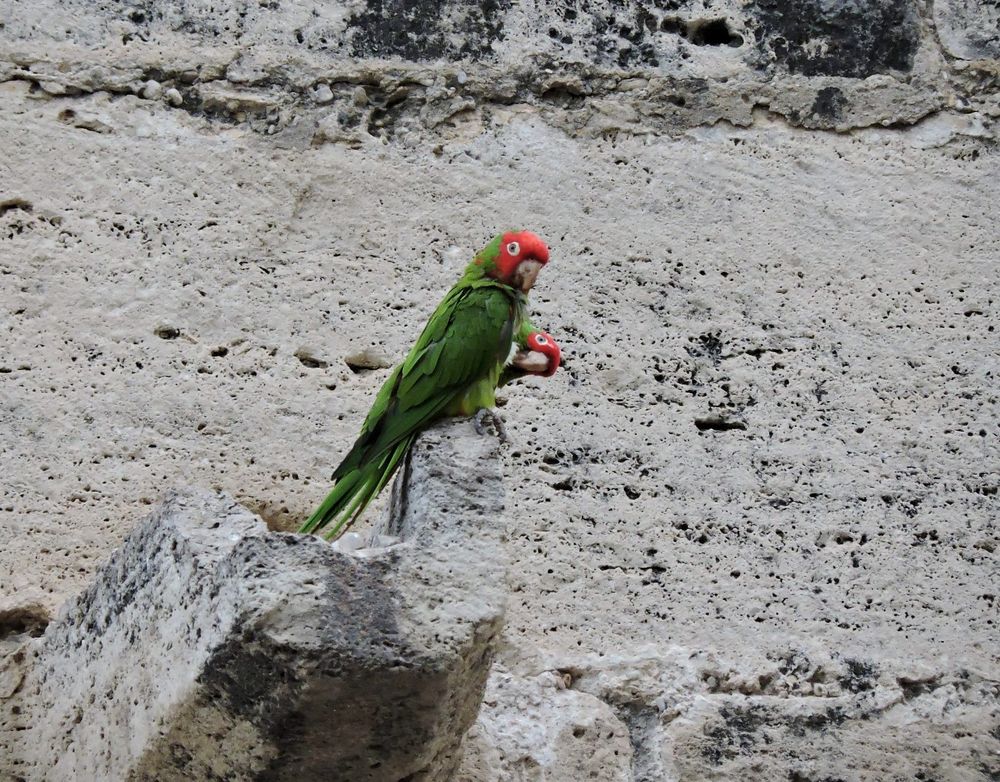 Pareja de aratingas de Guayaquil (Psittacara erythrogenys) posadas en un saliente de piedra de un puente de Valencia. Son loros de tamaño mediano, como una paloma cabezona; de color verde, más claro en el vientre, y con casi toda la cabeza de color rojo. El pico, grande, es marfileño, y al ojo lo rodea un anillo de piel desnuda blanco grisácea.
